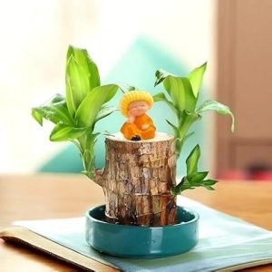 Brazilian Bamboo Lucky Wood Good Luck Live Plant WITH BUDHA IDOL Lucky Brazil Wood Potted Plant Healthy Indoor Live Lucky Brazilian Wood Plant for Living Room Feng Shui Plant |WITHOUT PORT