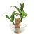 ROSEWELL TRADERS Rooted Indoor Plant Stem for Home Office Decoration Original Brazilian Wood (Pot Not Included) – One Plant