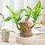 Platone-2 (PACK OF 1) Brazilian Lucky Bamboo Live Plant Good Luck Plant Lucky Brazil Wood Plant Healthy Indoor Feng Shui Plant For Home Decor (Brazilian Lucky Bamboo) WITHOUT POT