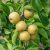 Platone Pear Plant Pear live Plant  (Hybrid, Pack of 1)