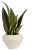 Platone Snake Plant Plant For Home Decorations Best For Natural Air Purification {CF2006]