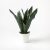 Platone Snake Plant Snake Plant For Home Decorations Best For Natural Air Purification {CF2007]