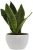 Platone Snake Plant Snake Plant For Home Decorations Best For Natural Air Purification {CF20931]