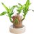 Platone-1 (PACK OF 1) Brazilian Lucky Bamboo Live Plant Good Luck Plant Lucky Brazil Wood Plant Healthy Indoor Feng Shui Plant For Home Decor (Brazilian Lucky Bamboo) WITHOUT POT