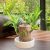 Platone-11 (PACK OF 1) Brazilian Lucky Bamboo Live Plant Good Luck Plant Lucky Brazil Wood Plant Healthy Indoor Feng Shui Plant For Home Decor (Brazilian Lucky Bamboo) WITHOUT POT