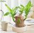 Platone-17 (PACK OF 1) Brazilian Lucky Bamboo Live Plant Good Luck Plant Lucky Brazil Wood Plant Healthy Indoor Feng Shui Plant For Home Decor (Brazilian Lucky Bamboo) WITHOUT POT