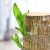 Platone-4 (PACK OF 1) Brazilian Lucky Bamboo Live Plant Good Luck Plant Lucky Brazil Wood Plant Healthy Indoor Feng Shui Plant For Home Decor (Brazilian Lucky Bamboo) WITHOUT POT