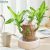 Platone-9 (PACK OF 1) Brazilian Lucky Bamboo Live Plant Good Luck Plant Lucky Brazil Wood Plant Healthy Indoor Feng Shui Plant For Home Decor (Brazilian Lucky Bamboo) WITHOUT POT