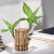 Platone-13 (PACK OF 1) Brazilian Lucky Bamboo Live Plant Good Luck Plant Lucky Brazil Wood Plant Healthy Indoor Feng Shui Plant For Home Decor (Brazilian Lucky Bamboo) WITHOUT POT