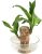 Platone(PACK OF 1) Brazilian Lucky Bamboo Live Plant Good Luck Plant Lucky Brazil Wood Plant Healthy Indoor Feng Shui Plant For Home Decor (Brazilian Lucky Bamboo) WITHOUT POT