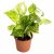 Platone Money Plant ASD-PLS-915