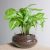 Platone Syngonium Plant FKDR37 7