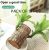 Platone-1 (PACK OF 1) Brazilian Lucky Bamboo Live Plant Good Luck Plant Lucky Brazil Wood Plant Healthy Indoor Feng Shui Plant For Home Decor (Brazilian Lucky Bamboo) WITHOUT POT