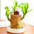 Platone-14 (PACK OF 1) Brazilian Lucky Bamboo Live Plant Good Luck Plant Lucky Brazil Wood Plant Healthy Indoor Feng Shui Plant For Home Decor (Brazilian Lucky Bamboo) WITHOUT POT